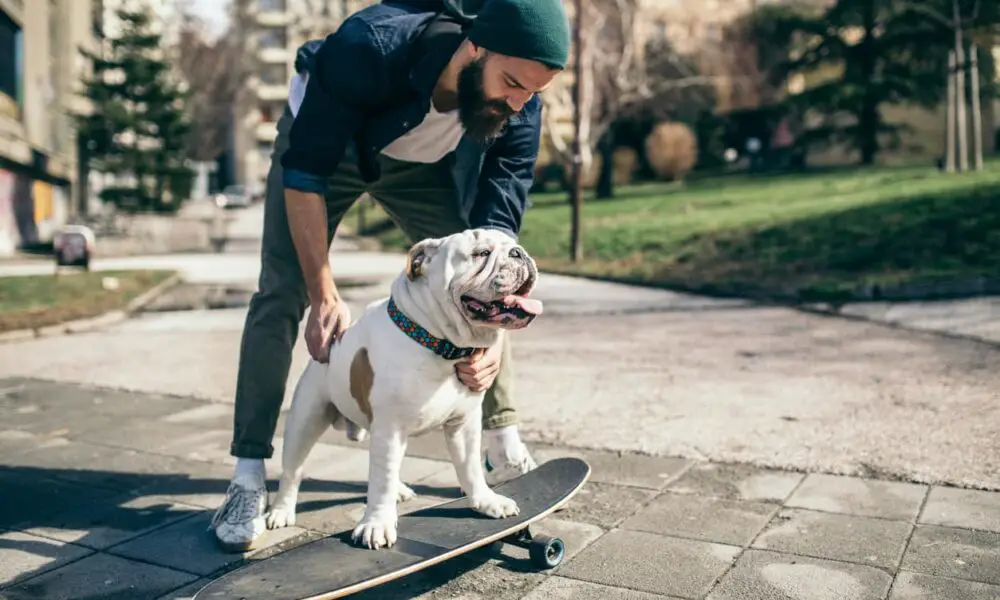 Why Do Dogs Hate Skateboards? Easy Guide to Train Your Dog