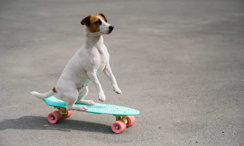 9 Best Skateboards For Dogs in 2022 [ Reviews & Buyer’s Guide ]